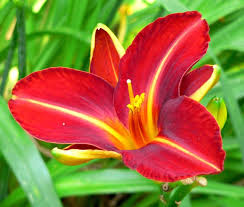 Hoa hiên đỏ tía - HL15